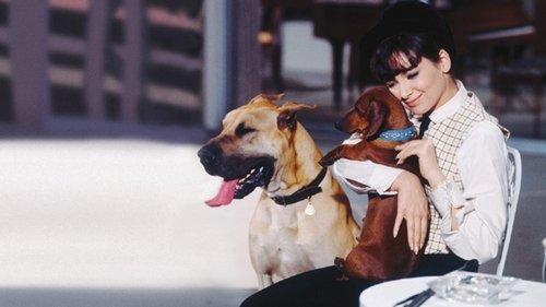 The Ugly Dachshund filmas žiurėti online