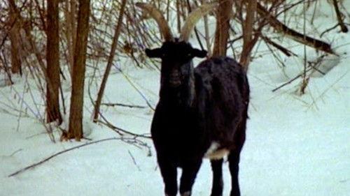 Horror filmas žiurėti online