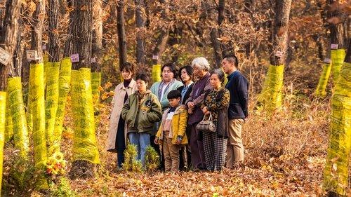 Move the Grave filmas žiurėti online