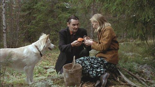 Mies vailla menneisyyttä filmas žiurėti online