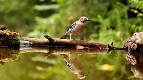 Das grüne Wunder - Unser Wald filmas žiurėti online