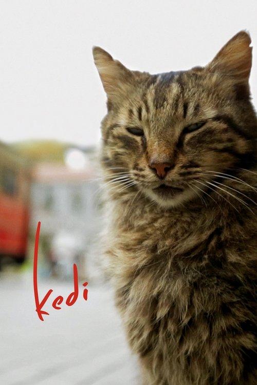 Stambulo katės filmas online