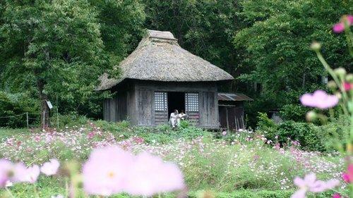 Letter from the Mountain filmas žiurėti online