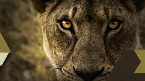 Malika the Lion Queen filmas žiurėti online