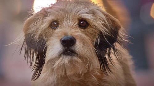 Benji filmas žiurėti online