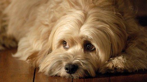 For the Love of Benji filmas žiurėti online