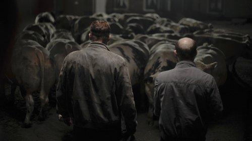 Rundskop filmas žiurėti online