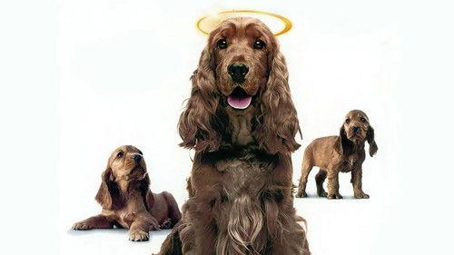 Miracle Dogs Too filmas žiurėti online