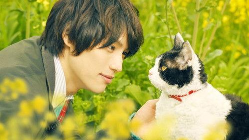 The Travelling Cat Chronicles filmas žiurėti online