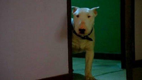 Baxter filmas žiurėti online