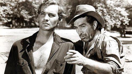 The Southerner filmas žiurėti online