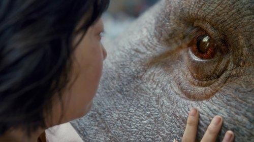 Okja filmas žiurėti online