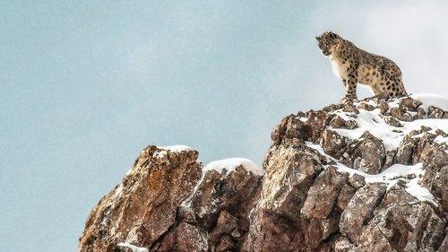 La Panthère des neiges filmas žiurėti online