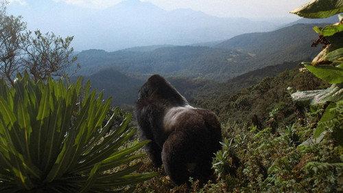 A Gorilla Story: Told by David Attenborough filmas žiurėti online