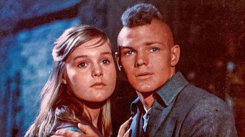 The Light in the Forest filmas žiurėti online