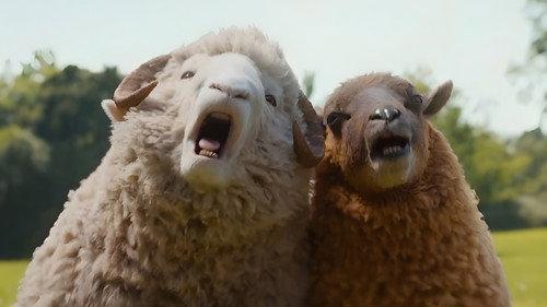 Avys Detektyvės filmas žiurėti online