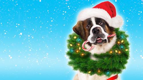 Beethoven's Christmas Adventure filmas žiurėti online