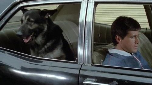 The Birthday of the Dog filmas žiurėti online