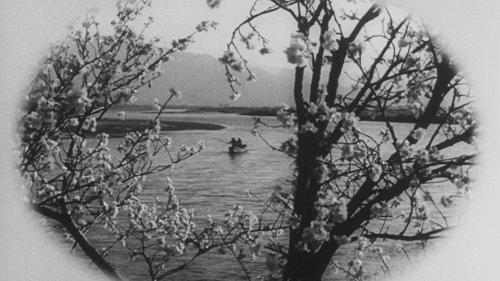 She Was Like a Wild Chrysanthemum filmas žiurėti online