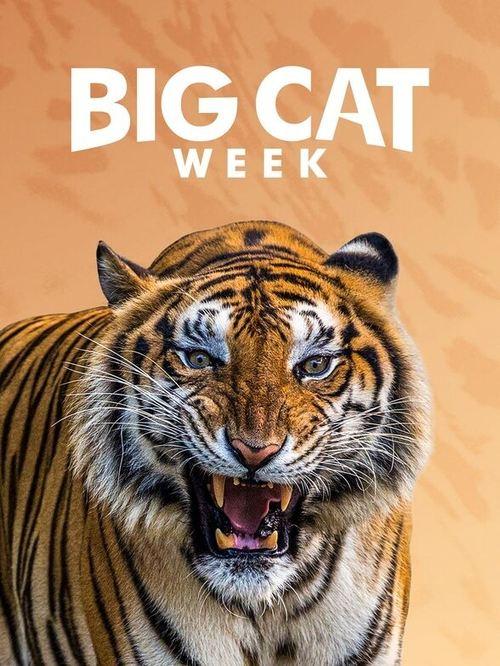 Big Cat Week filmas online