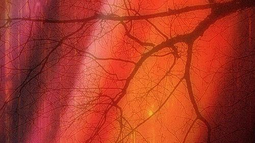 Dark Forest filmas žiurėti online