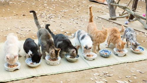 Neko Atsume House filmas žiurėti online