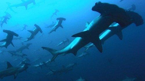 Deep Blue filmas žiurėti online