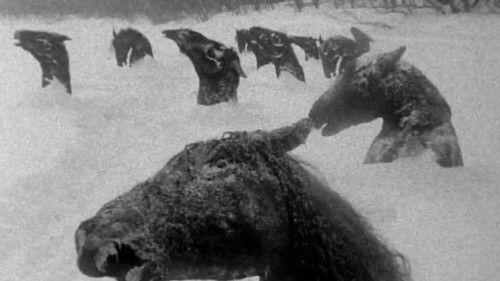 My Winnipeg filmas žiurėti online