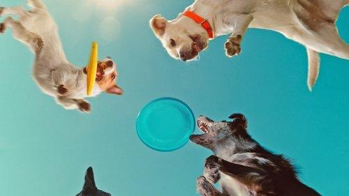 Inside the Mind of a Dog filmas žiurėti online