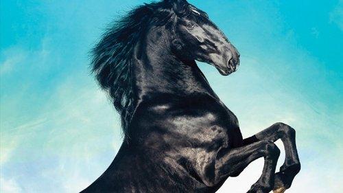 Black Beauty filmas žiurėti online