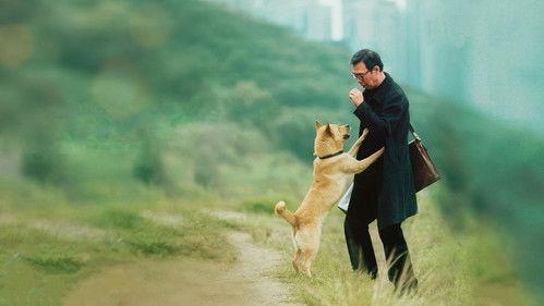 Hachiko filmas žiurėti online