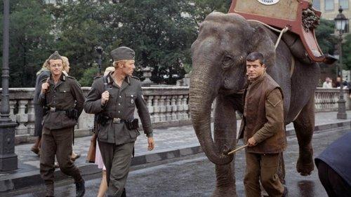 Hannibal Brooks filmas žiurėti online