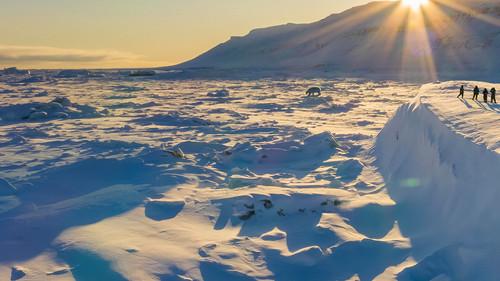 Bear Witness filmas žiurėti online