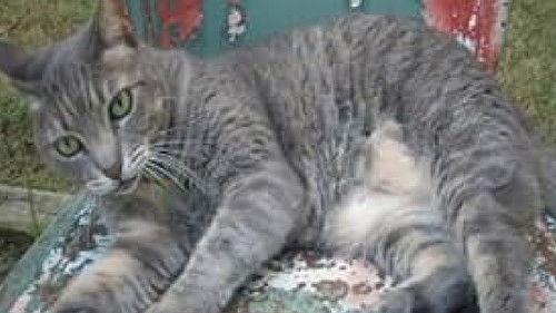 Goliath filmas žiurėti online