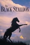 The Black Stallion filmas