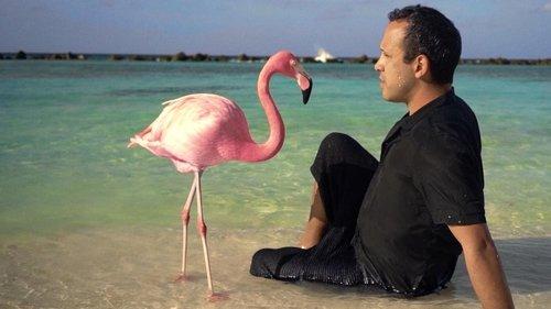 The Mystery of the Pink Flamingo filmas žiurėti online