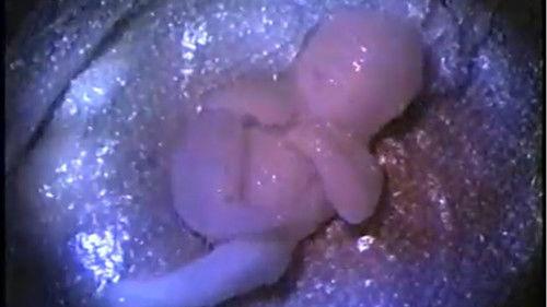 Busted Babies filmas žiurėti online