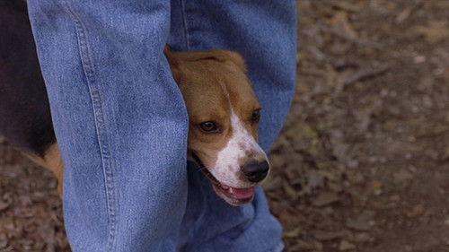 Saving Shiloh filmas žiurėti online