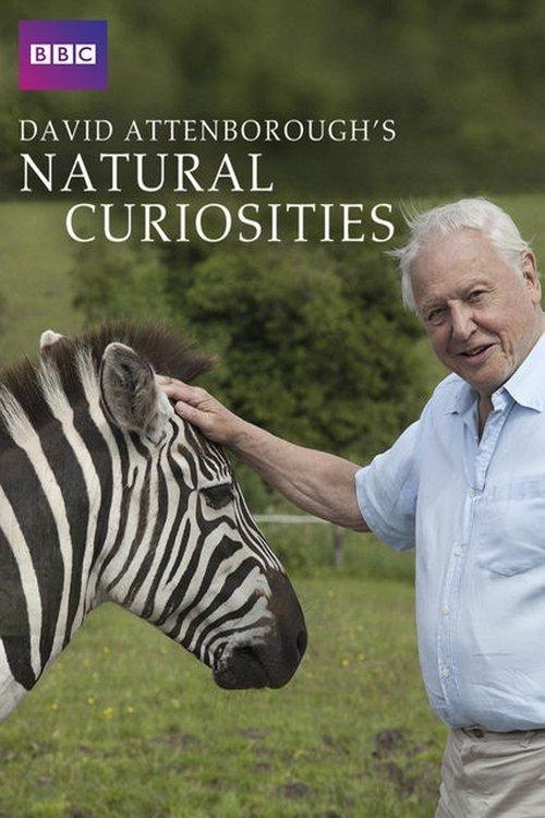 David Attenborough's Natural Curiosities filmas online