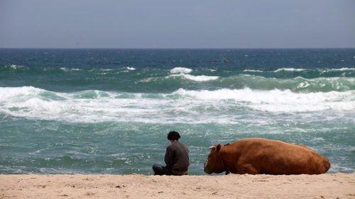 Rolling Home with a Bull filmas žiurėti online