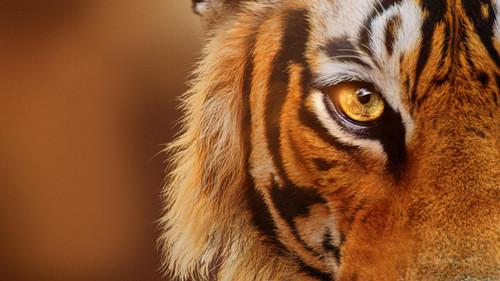 Tigers on the Rise filmas žiurėti online