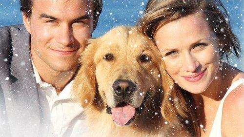 A Golden Christmas 3 filmas žiurėti online