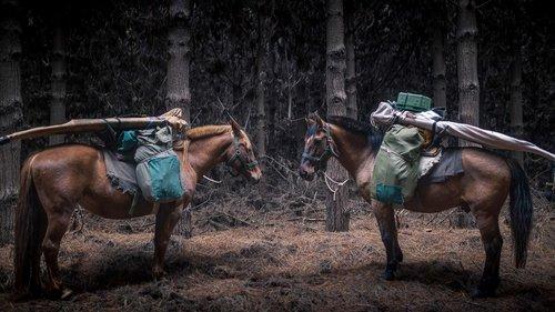 The Road to Patagonia filmas žiurėti online