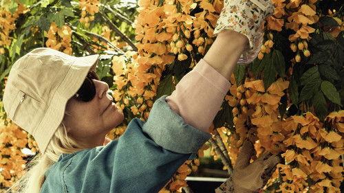 Gullregn filmas žiurėti online