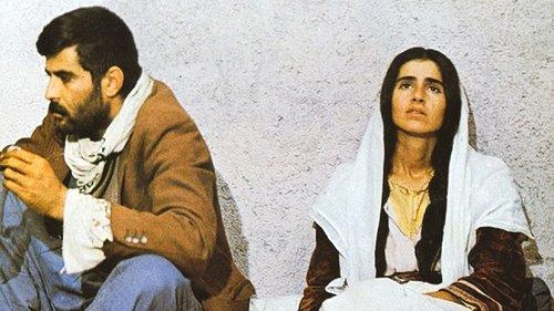 The Herd filmas žiurėti online