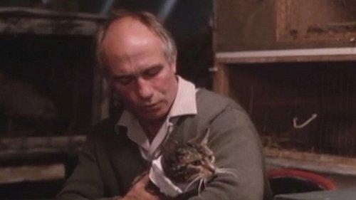 Mr. Love filmas žiurėti online