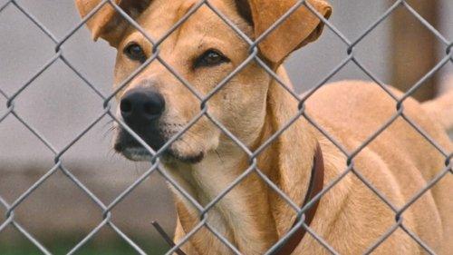 Wendy and Lucy filmas žiurėti online