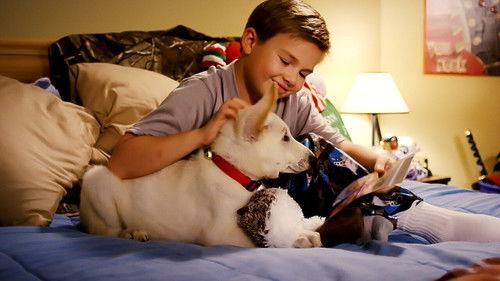 A Belle for Christmas filmas žiurėti online