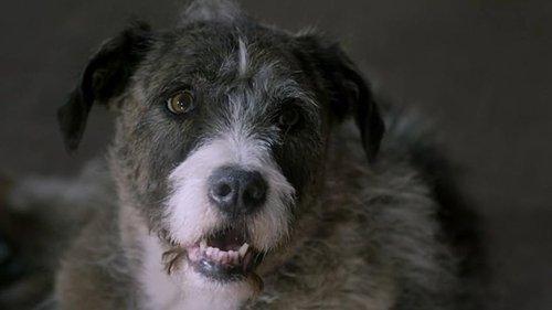 Life with Dog filmas žiurėti online