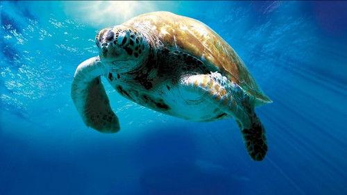 Turtle: The Incredible Journey filmas žiurėti online